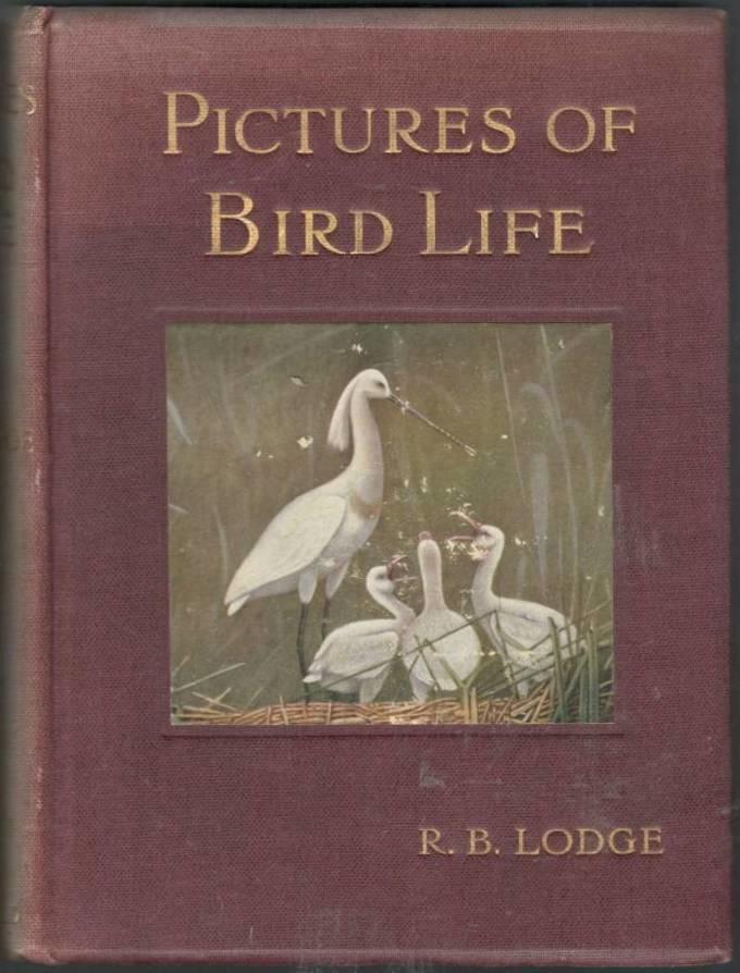 Pictures of Bird Life. On Woodland, Meadow, Mountain and Marsh
